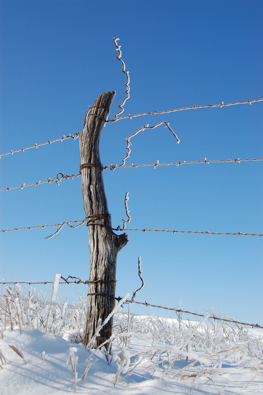 3. barbed wire (reduced).jpg